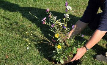 Eine Person pflanzt Blumen in eine Rasenfläche